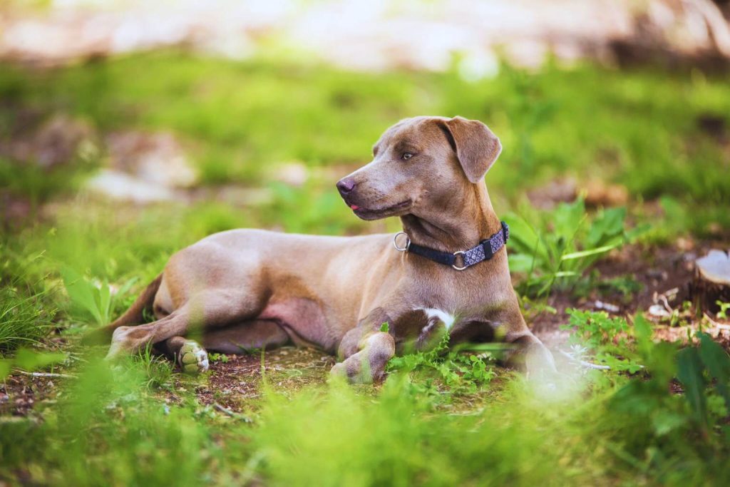 Blue Lacy Dog with light brownish-gray coat lies on green grass wearing dark collar in sunny outdoor field with blurred foliage background