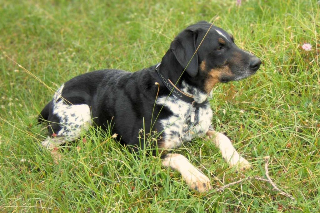 Bohemian Spotted Dog with black, white, and tan speckled fur lies relaxed on vibrant green grass with small wildflowers
