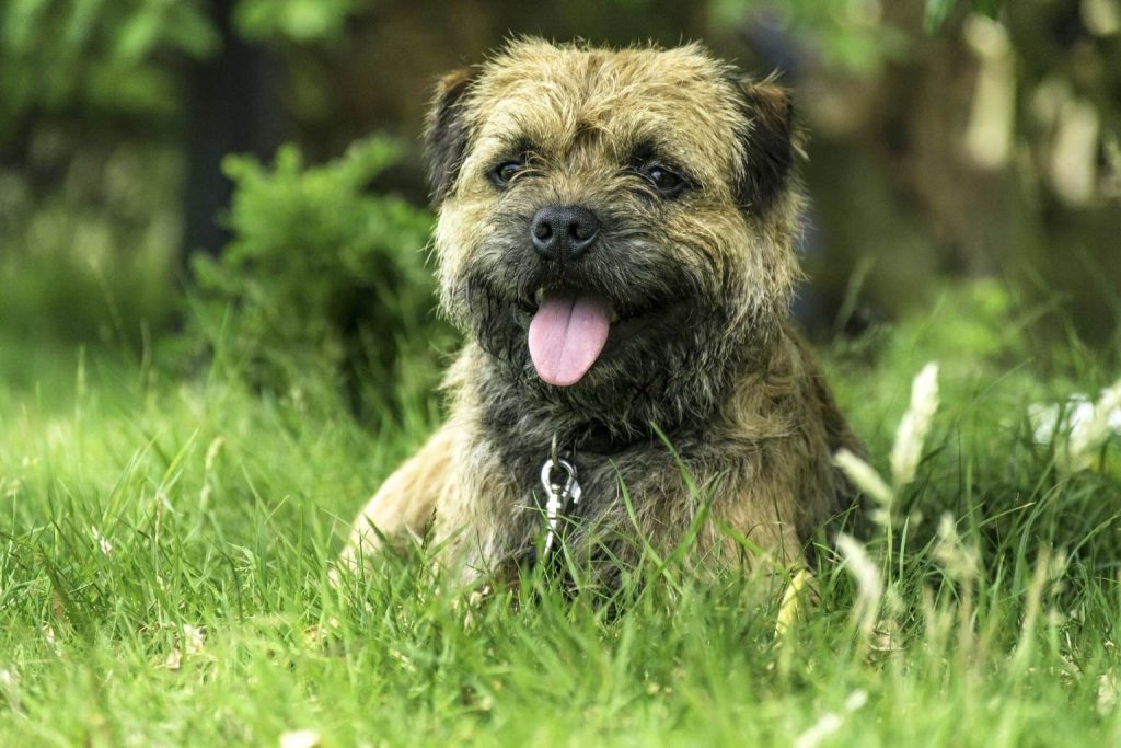 Border Terrier with short rough coat lies in vibrant green grass, tongue out, collar and chain visible, looking at viewer with friendly expression