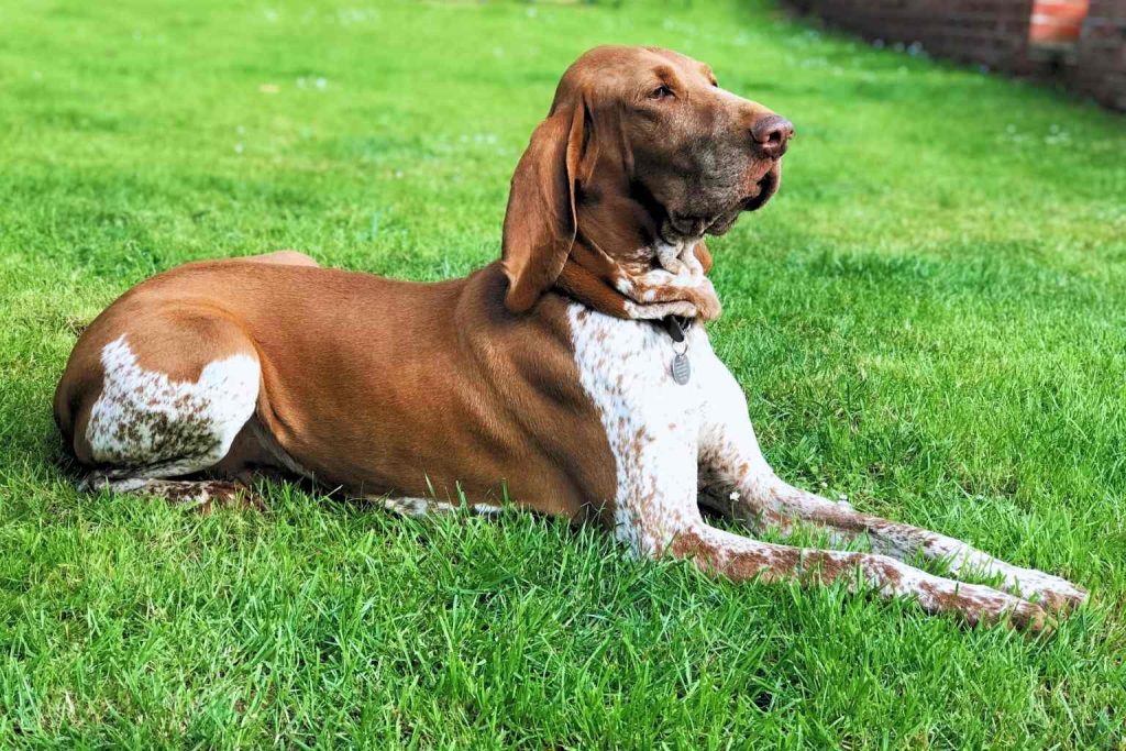 Bracco Italiano Dog with brown and white coat lies relaxed on vibrant green grass with erect ears and metallic tag