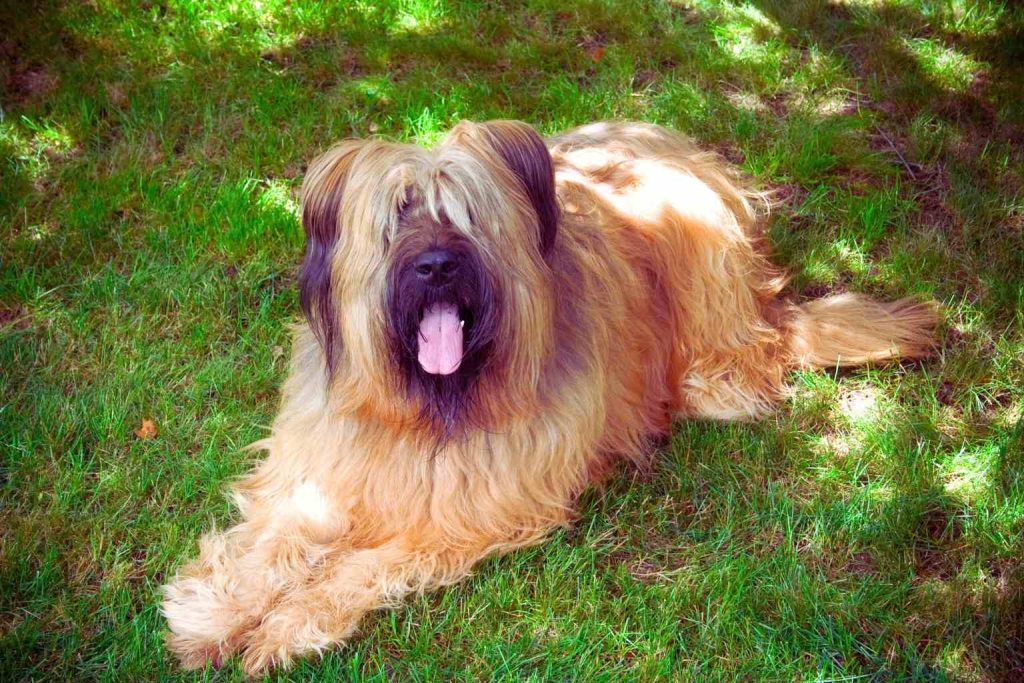 Briard Dog with shaggy light brown coat and dark ears lies on lush green grass, panting calmly with tongue out in warm sunlight