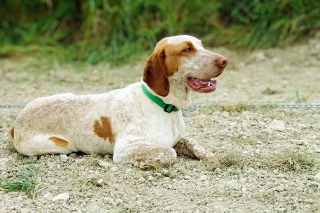 A light-coated Ca Mè Mallorquí Dog with brown markings, wearing a green collar, rests on a sandy surface.