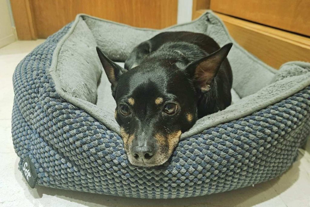 A black and tan Ca Rater Mallorquí Dog resting comfortably in a blue and gray dog bed, with alert eyes.