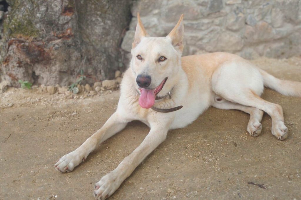 A Can de Palleiro Dog, tan and white, rests on the ground with its tongue extended, beside a tree and stone wall.