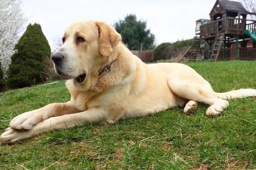 Calm light-yellow Central Asian Shepherd Dog resting on a green lawn near a wooden play structure.