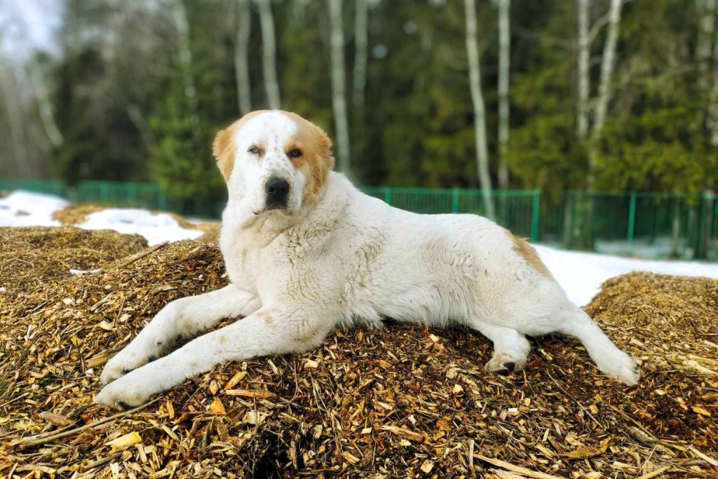 Large white and tan Central Asian Shepherd Dog lying in a relaxed pose on a pile of wood chips.