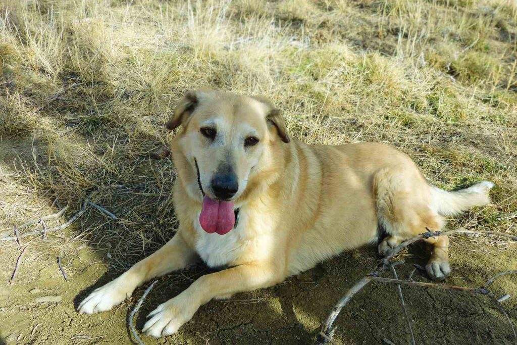 Chinook Dog with cream and light golden coat lying relaxed in sunlit grassy field with scattered branches.