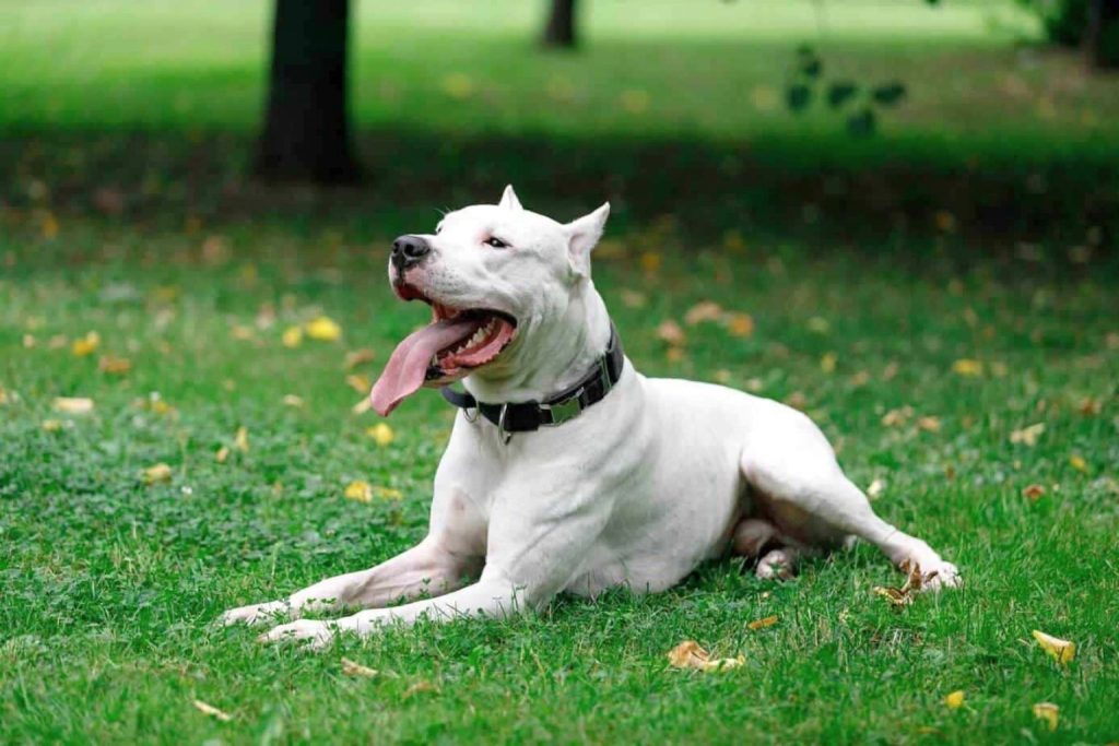 Dogo Argentino dog lying on green grass, panting with tongue out in a sunny garden setting.