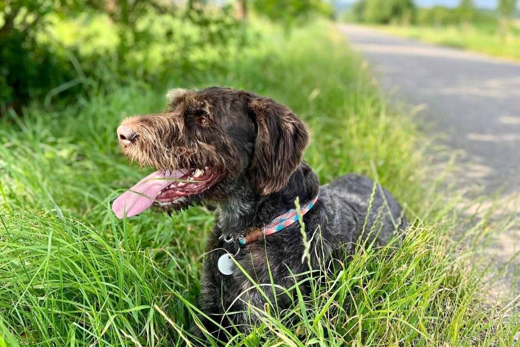 Furry brown Cesky Fousek with patterned collar resting and panting in tall, vibrant green grass on a sunny day.