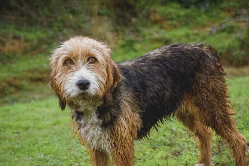 Close-up of Bulgarian Hound Dog with rugged black, brown, and white fur turning head left, set against a grassy hill background outdoors