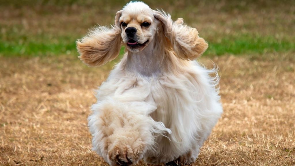 American Cocker Spaniel dog running through a field with flowing beige fur and long, curled ears