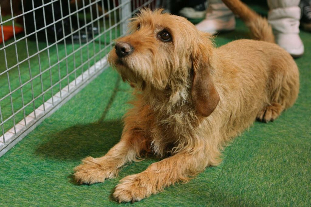 Basset Fauve de Bretagne Dog with scruffy reddish-brown coat lies on green turf inside a gray wire kennel enclosure, looking outward curiously