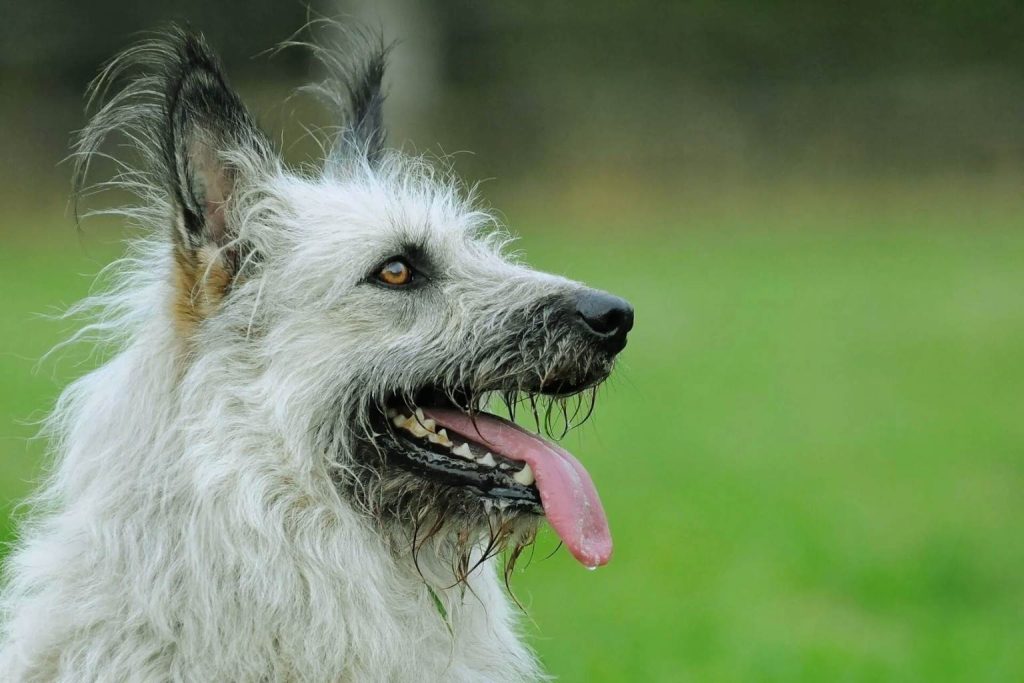 Shaggy Bouvier des Ardennes Dog with scruffy gray coat stands in profile, mouth open, tongue out, against blurred green grassy background
