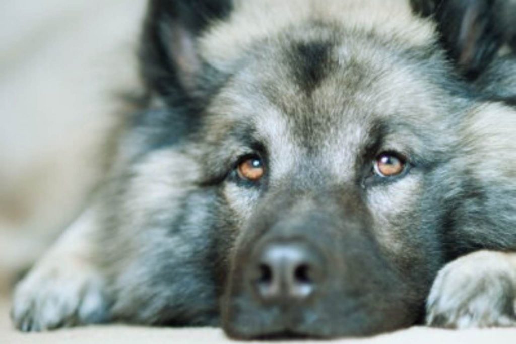 Close-up on the serene, intelligent eyes of a majestic gray and black Cane Paratore Dog resting comfortably.