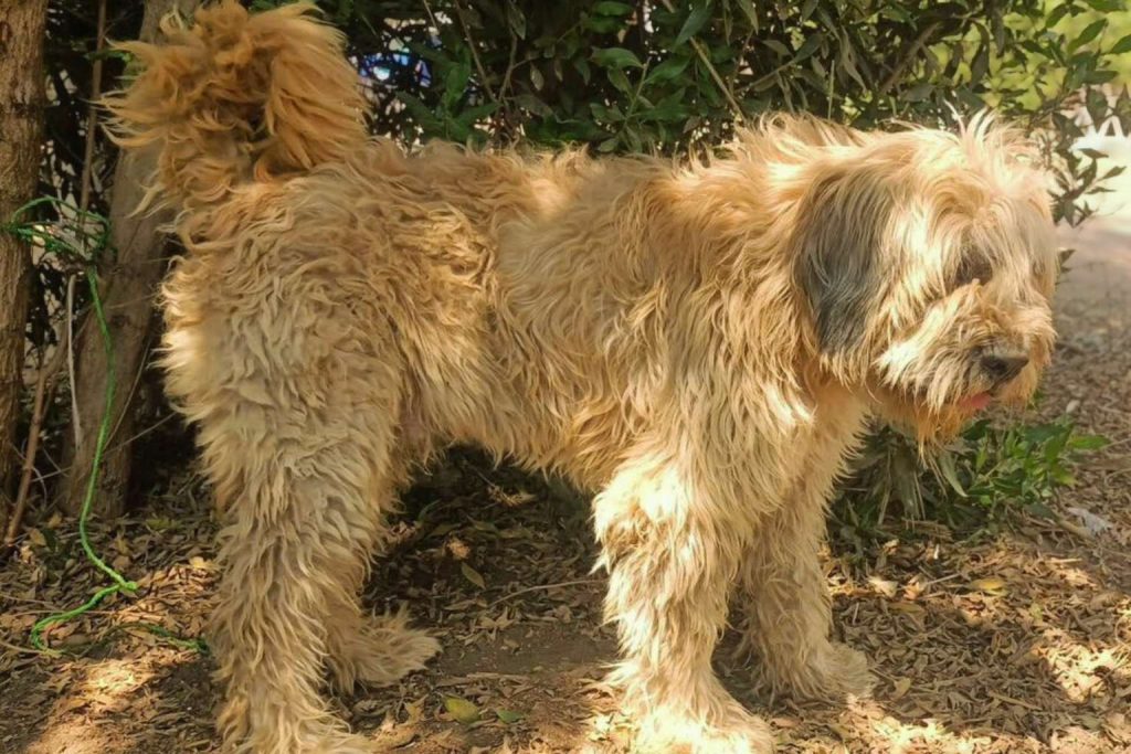 Shaggy tan Armant Dog stands in sunlight patch near leaves and bush, part of green string visible near legs and ground