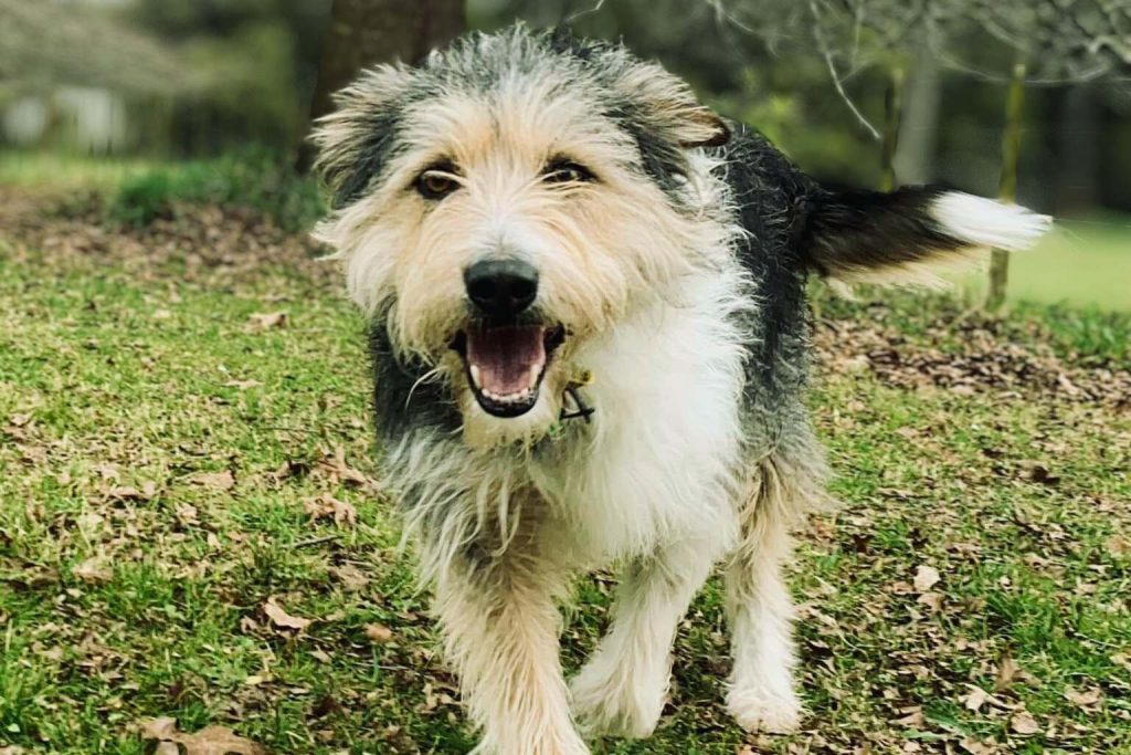 Shaggy Armant Dog with gray and tan fur stands on leafy grass, mouth open playfully, trees blurred in background