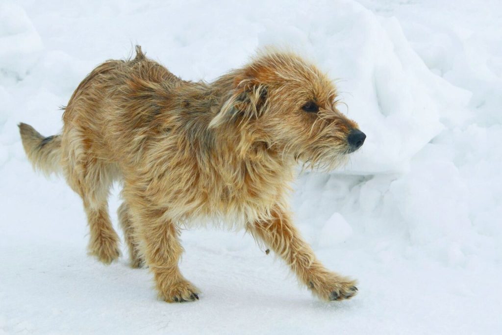 Barak Hound dog with shaggy light brown-red coat walking across pristine snow, head turned slightly right in profile view