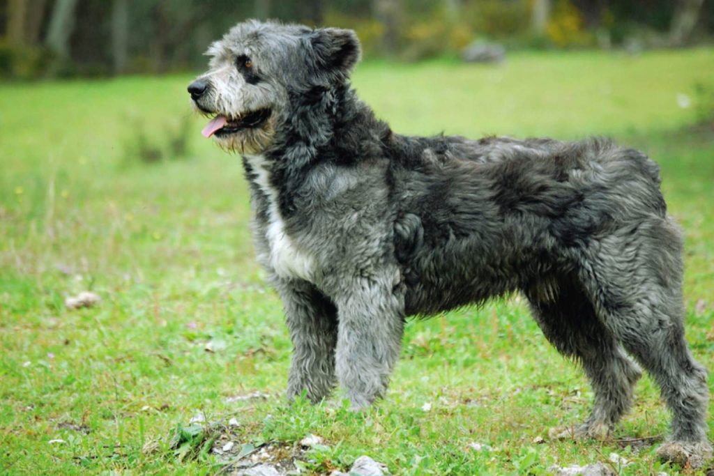 Barbado da Terceira Dog with shaggy gray-brown coat stands in grassy field, profile view, tongue out, white chest patch visible