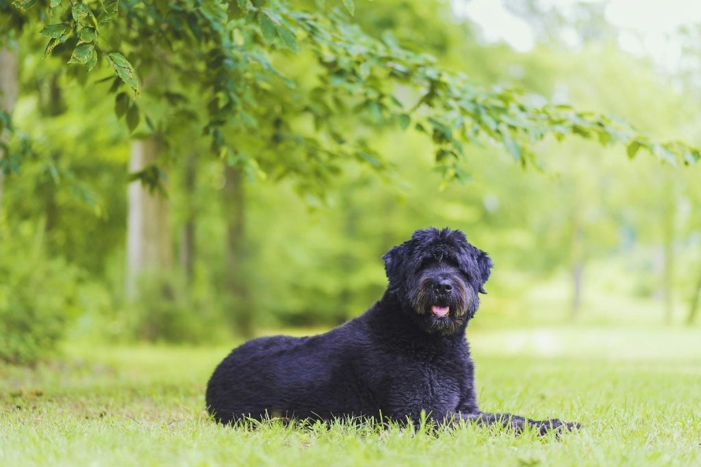 Bouvier des Flandres Dog with shaggy black fur lies on green grass, tongue slightly visible, blurred forest trees in background
