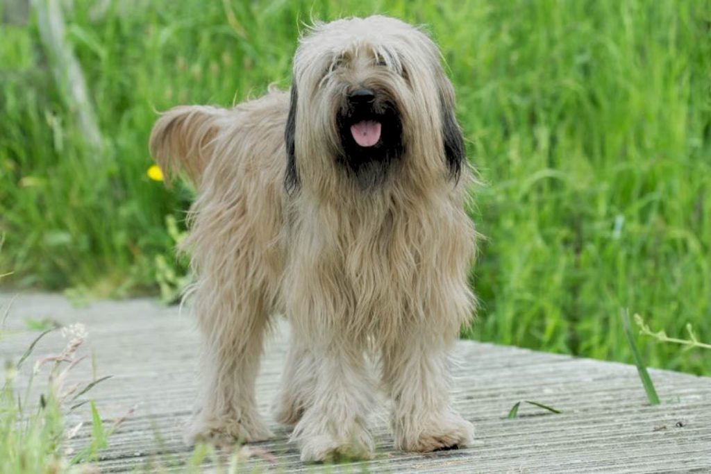 Long-haired light brown Catalan Sheepdog standing on a weathered wood surface with lush green grass backdrop.