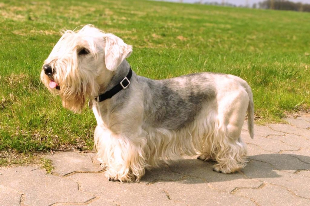 Long-haired, soft-coated Cesky Terrier Dog with a black collar standing on pavement near a grassy field.