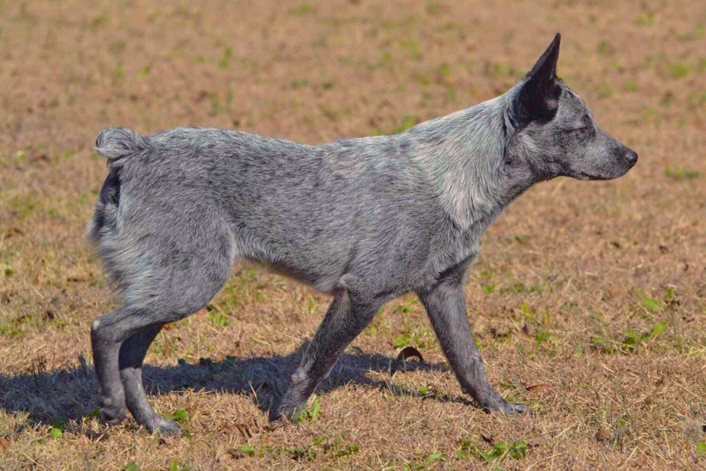 Australian Stumpy Tail Cattle Dog walking side-profile on dry grassy field with raised tail and blue-grey speckled fur

