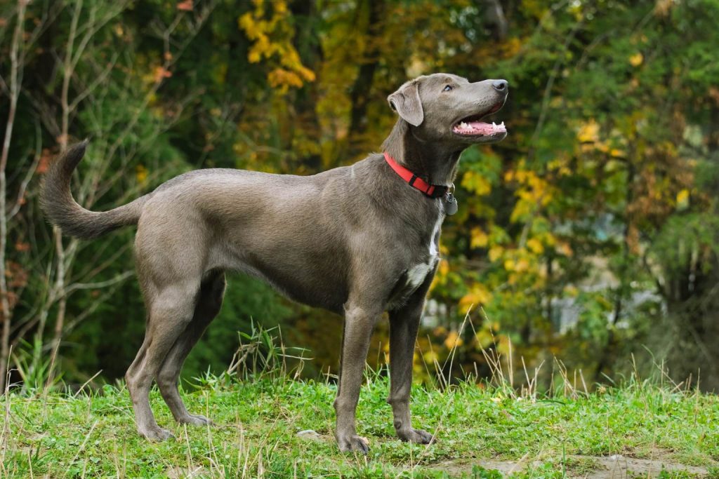 Blue Lacy Dog with slate gray coat and red collar stands alert on grassy embankment with autumn trees in background