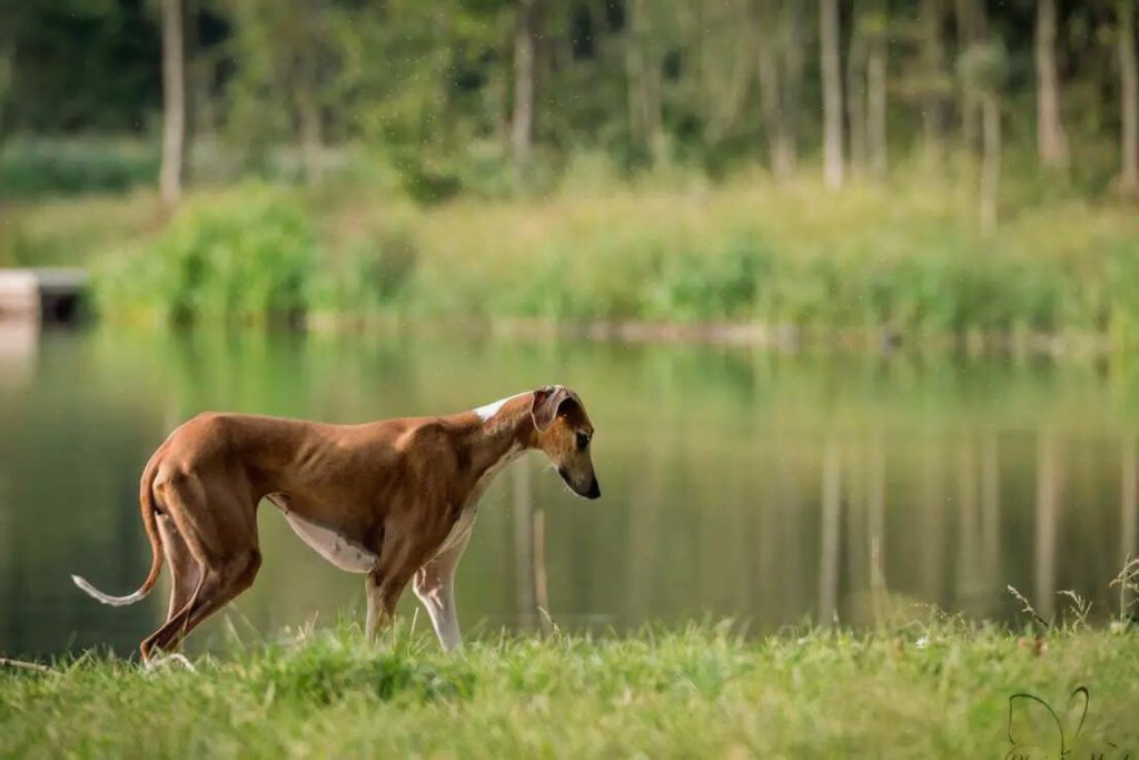 Azawakh dog with light brown and white fur stands by calm water reflecting green trees