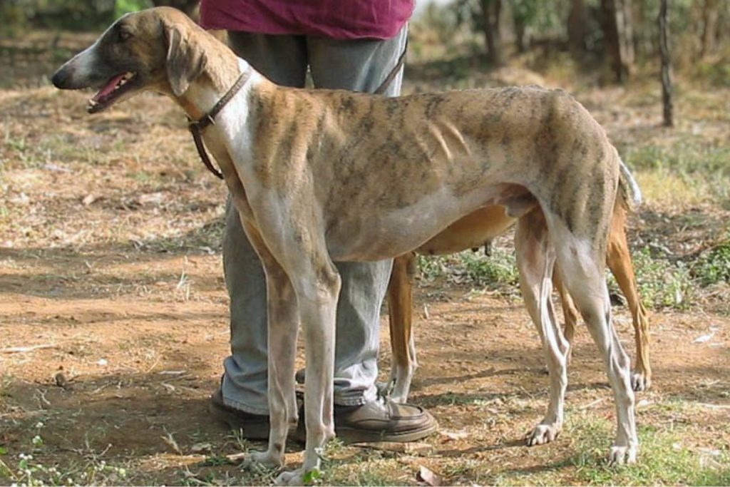 Slender Banjara Hound Dog with light brown and white coat stands on dry ground with leather collar outdoors