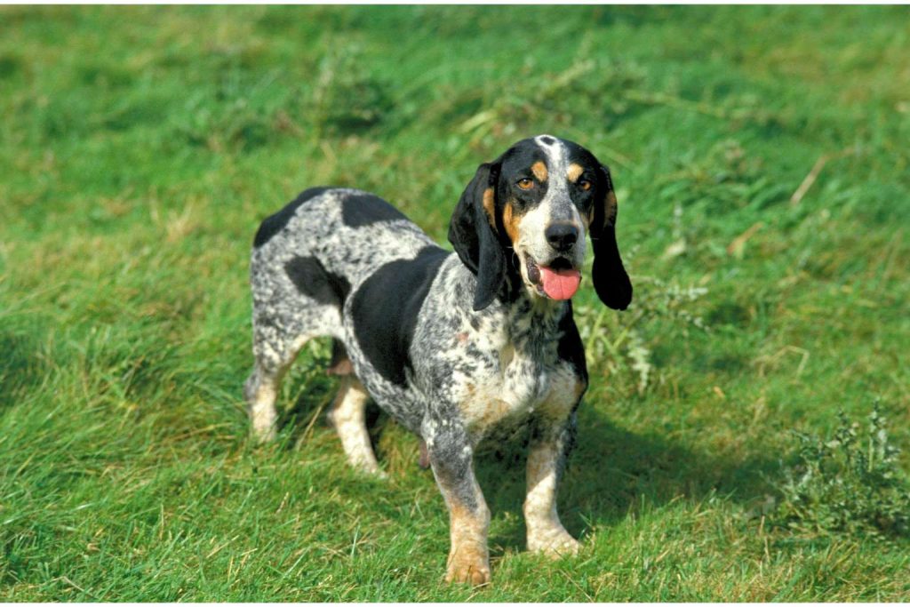 Basset Bleu de Gascogne Dog with blue-gray and white speckled coat stands in vibrant green grass under sunny outdoor light