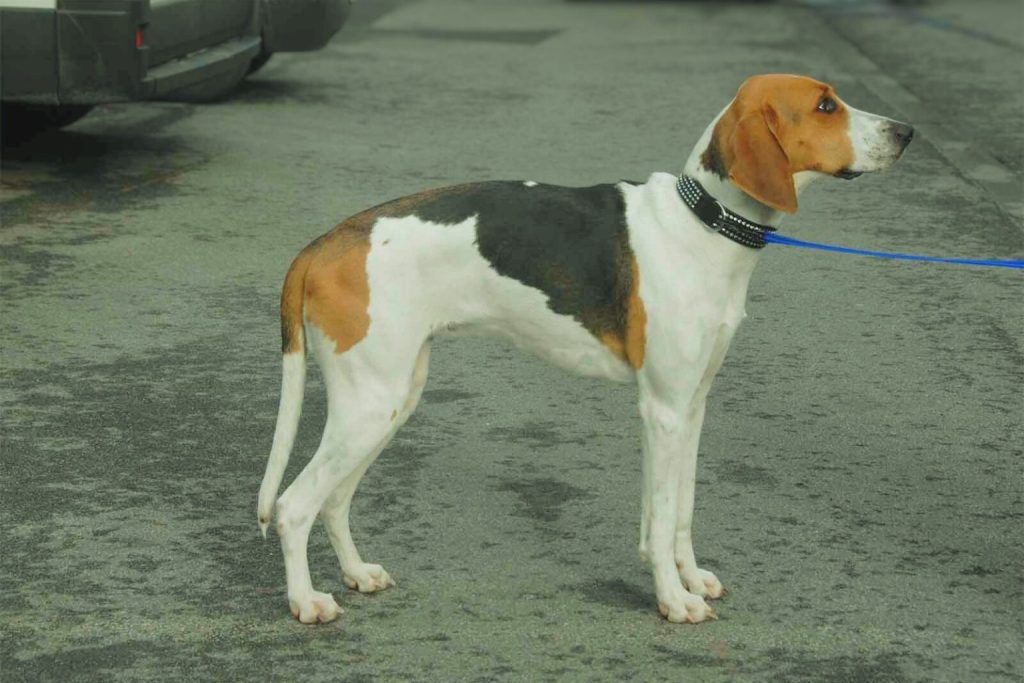 Tri-color Chien Français Tricolore dog with black and brown patches, standing on wet pavement with a blue leash.