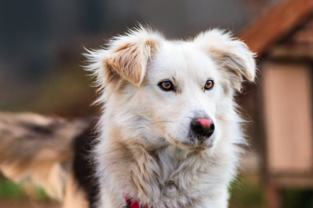 Close-up of a fluffy white Aidi dog with amber eyes and a maroon collar in an outdoor setting