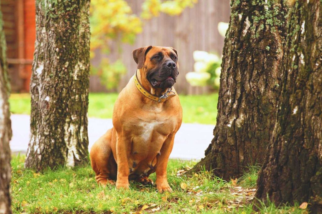 Boerboel Dog with tan coat and yellow collar sits on grass under trees with textured bark and soft daylight in a natural outdoor setting