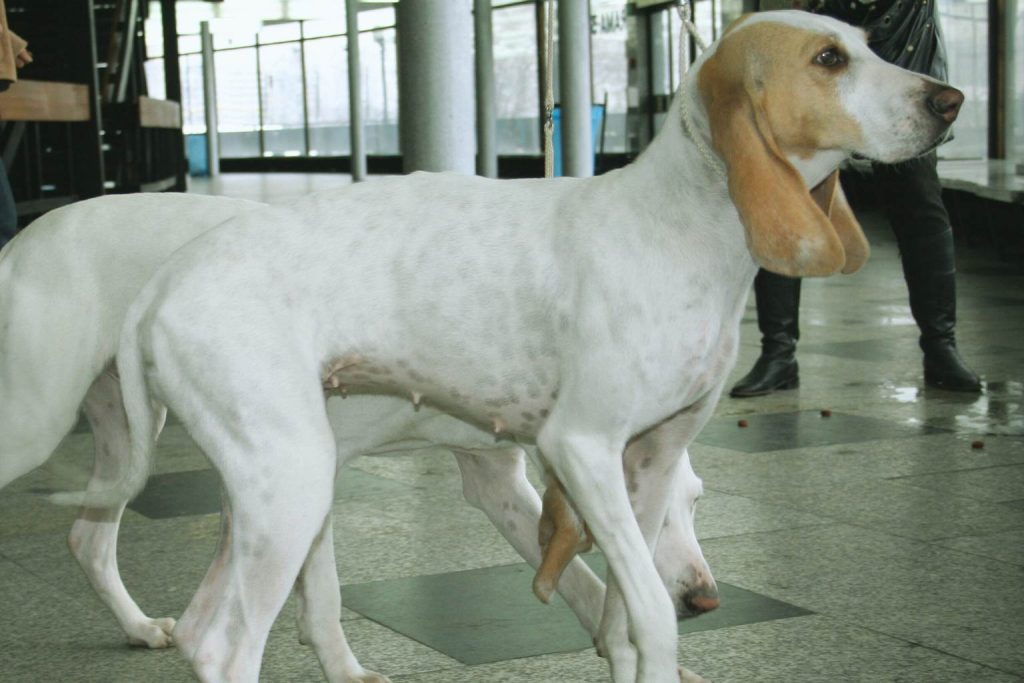 Two white Billy Dogs with muscular build stand on tiled indoor floor, one with tan head and ears, spotted coats, alert stance, modern background setting