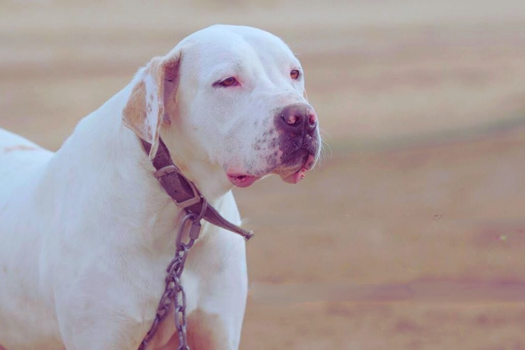 Powerful white dog, resembling a Bully Kutta Dog, with a dark collar, alertly standing against a neutral background.