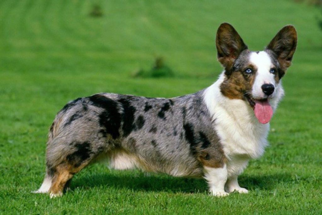 Blue merle Cardigan Welsh Corgi with pointed ears and blue eyes standing on bright green grass.