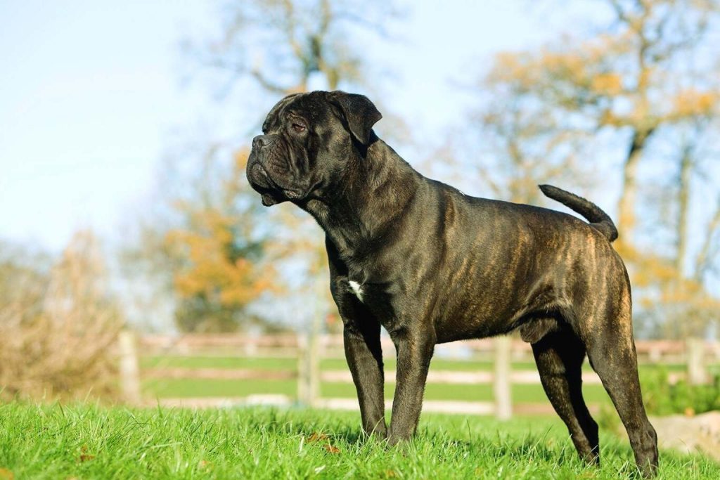 Majestic dark brindle Cane Corso Dog with a powerful build standing alertly on a vibrant green field.
