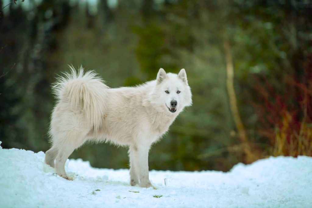 Majestic white Canadian Eskimo Dog with a thick coat standing proudly in fresh, bright snow near blurred trees.
