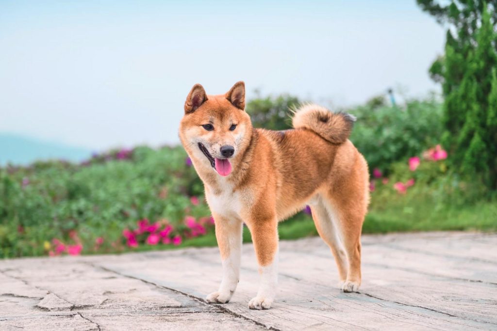 Majestic red and white Canadian Eskimo Dog with a curled tail standing proudly in a vibrant garden scene!
