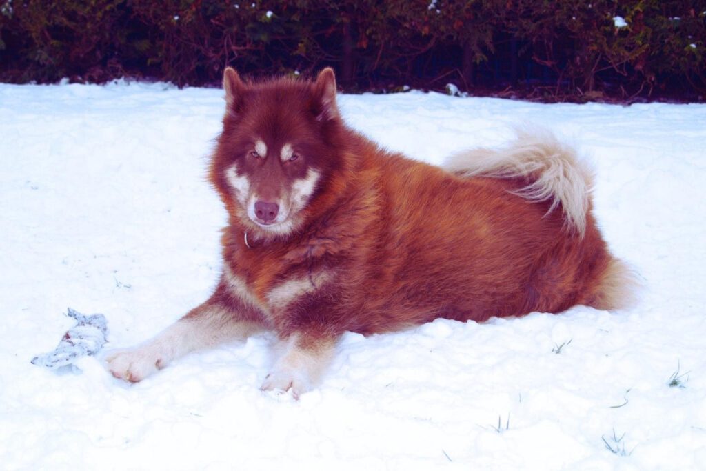 Majestic reddish-brown Canadian Eskimo Dog resting happily in deep, white snow, looking alertly at the camera.

