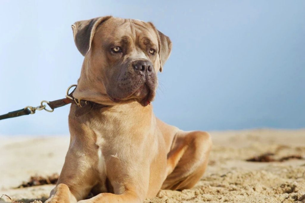 Majestic tan Cane Corso Dog relaxing on a sunny sandy beach, showcasing its impressive presence!
