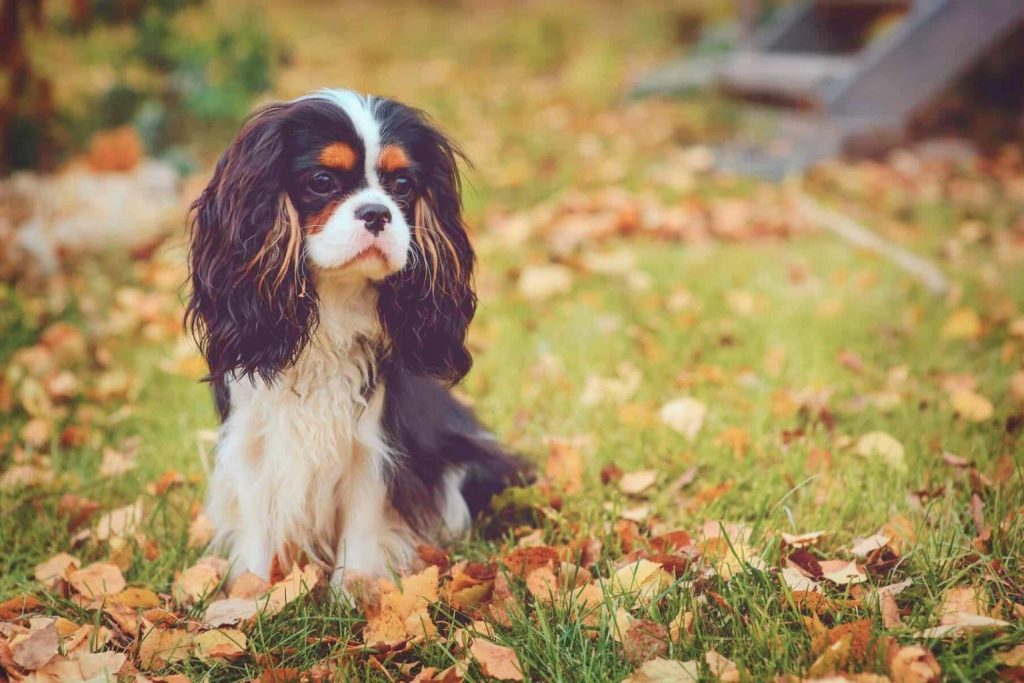 Black, white, and tan Cavalier King Charles Spaniel dog sitting amidst vibrant orange and yellow autumn leaves.