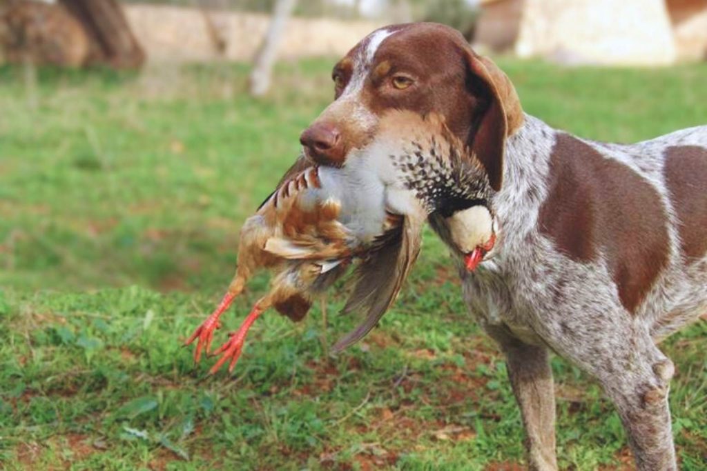 Alert brown and white Ca Mè Mallorquí Dog standing tall in a field, proudly holding a retrieved bird.