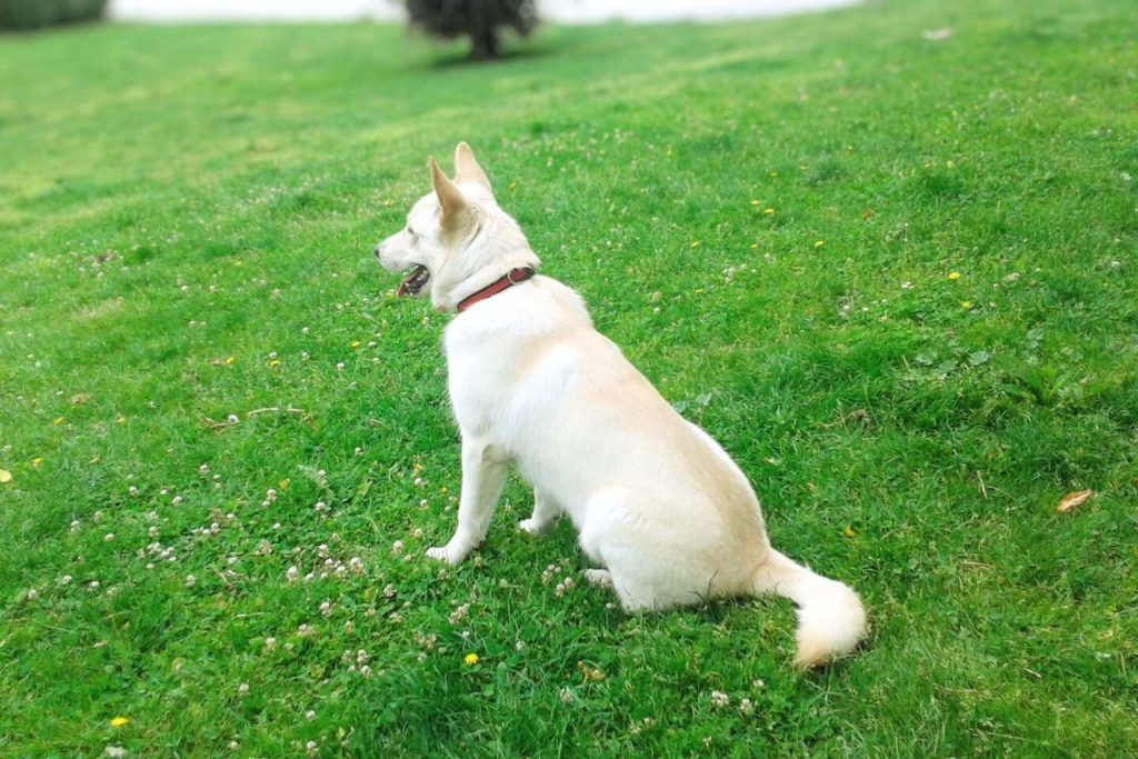 Happy white Can de Palleiro Dog with a red collar chilling on a lush green hill on a sunny day.