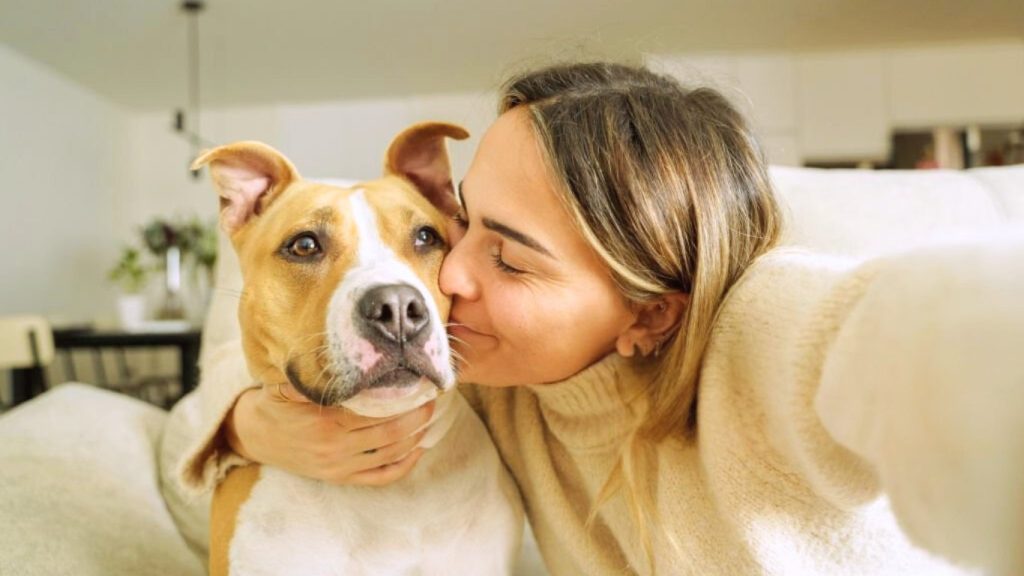 Woman kissing a light brown and white American Pit Bull Terrier on a beige couch in a cozy home
