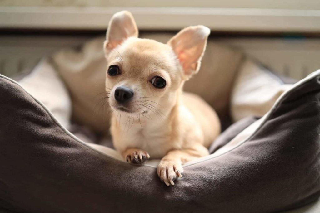 Small tan Chihuahua dog with large expressive eyes and erect ears resting in a plush brown and cream dog bed, looking attentively at the viewer.