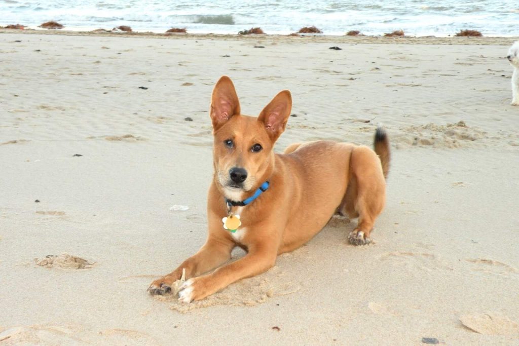 Alert light brown Carolina Dog with a blue collar lying on a sandy beach, gazing at the camera near the ocean.
