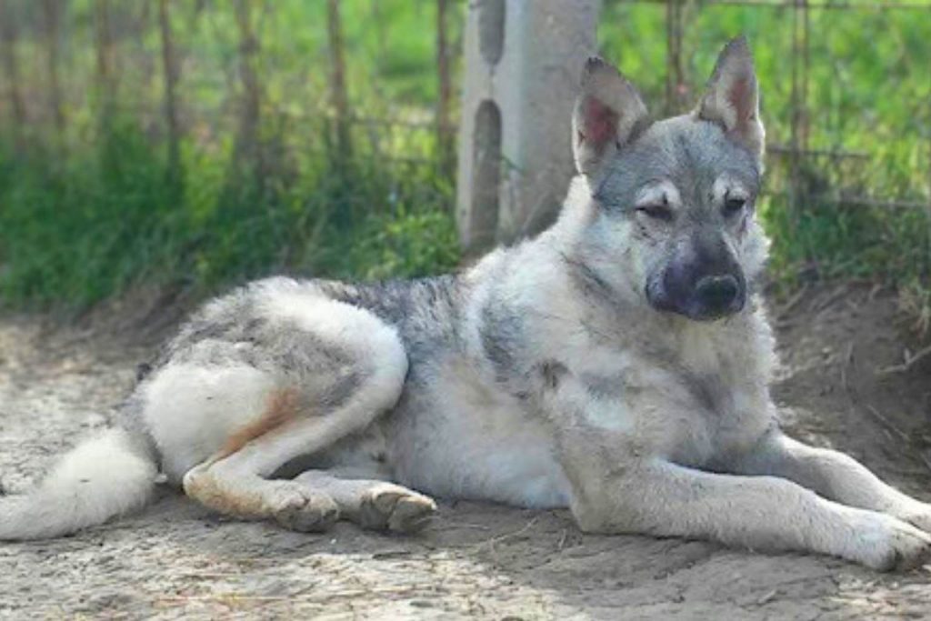 Majestic gray, white, and black Cane Paratore Dog resting intently in sandy dirt near a chainlink fence.