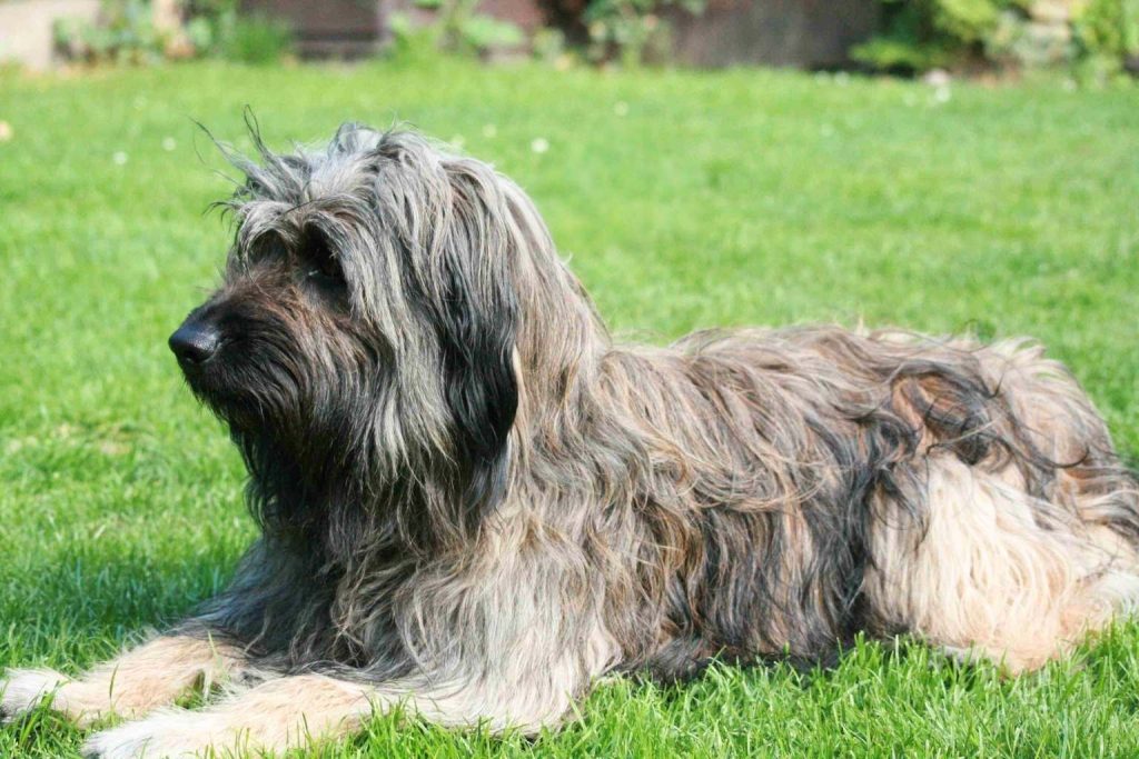 Long-haired black and gray Briard-type dog, a Catalan Sheepdog, lying on a sunlit, lush green lawn outdoors.