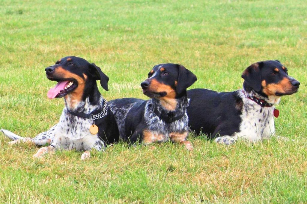 Three Bohemian Spotted Dogs with black and white mottled coats lie relaxed on vibrant green grass wearing dark collars with tags